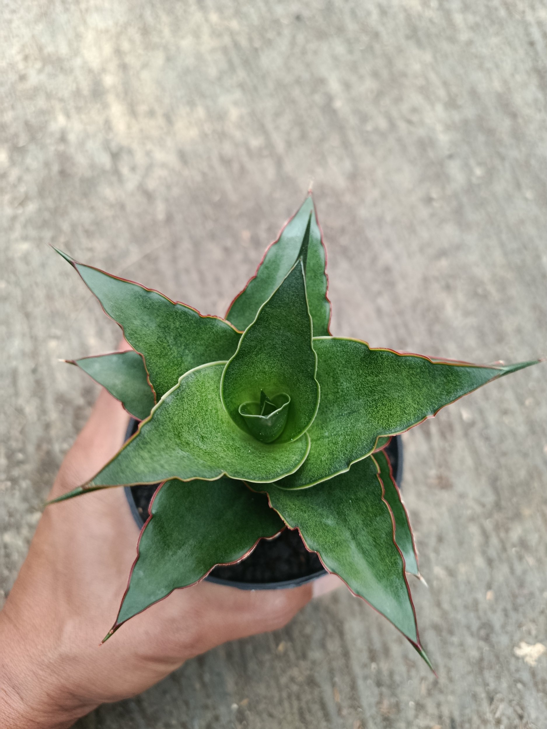 Sanseveria Hybrid Teacher, real gallery image #1 plants.