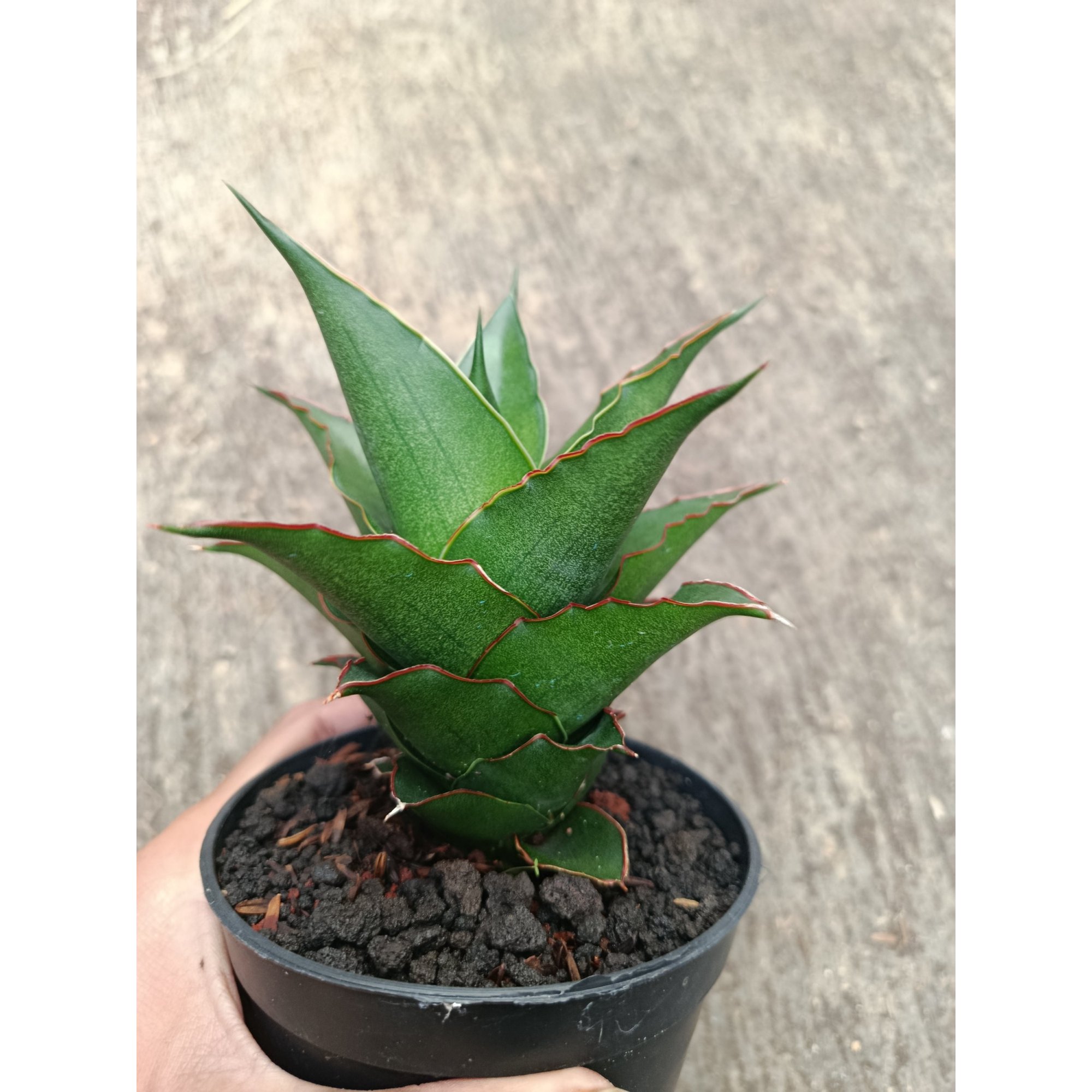 Sanseveria Hybrid Teacher, real feature image plant.
