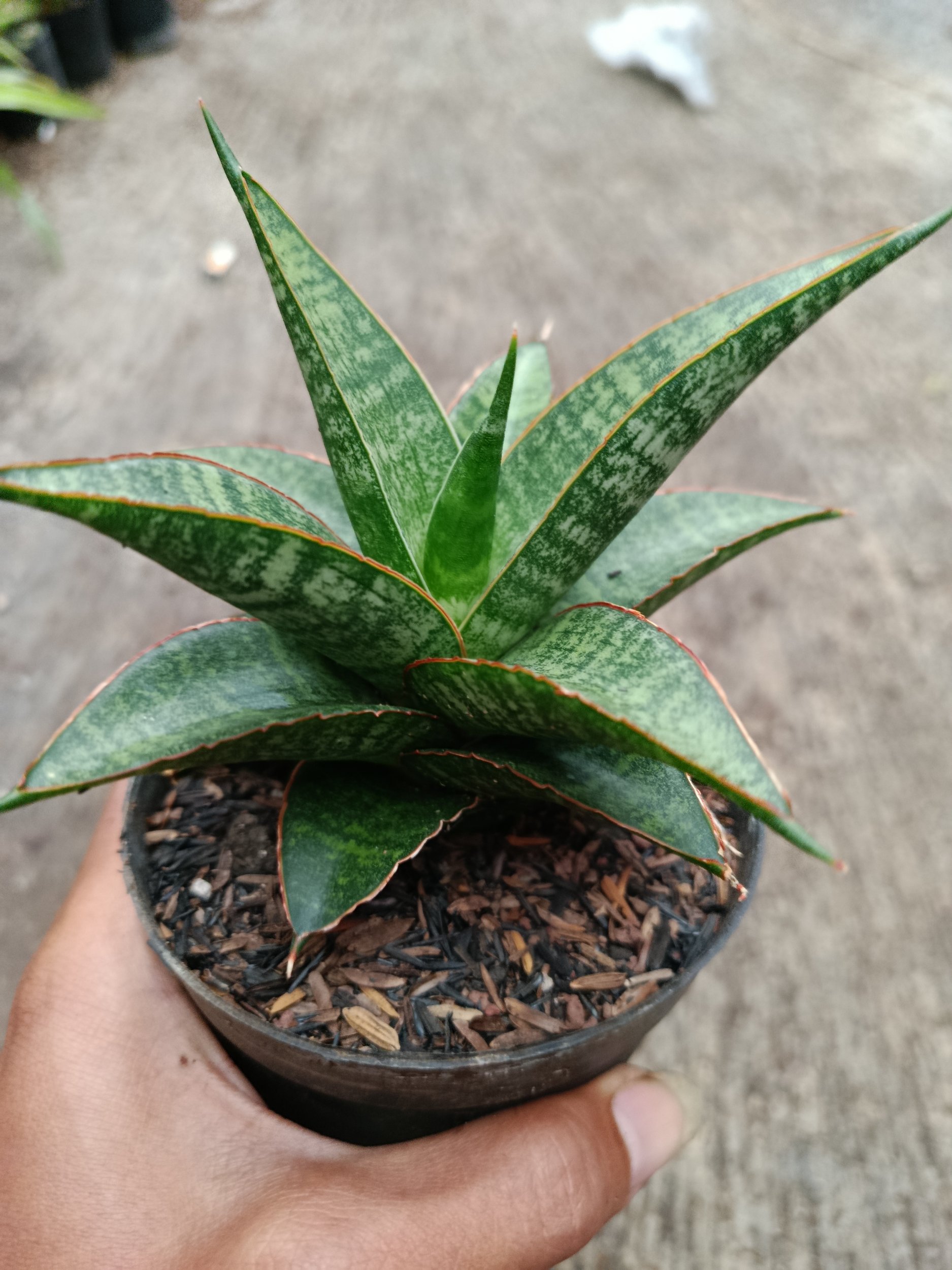 Sanseveria Hybrid Teletabis, real gallery image #1 plants.