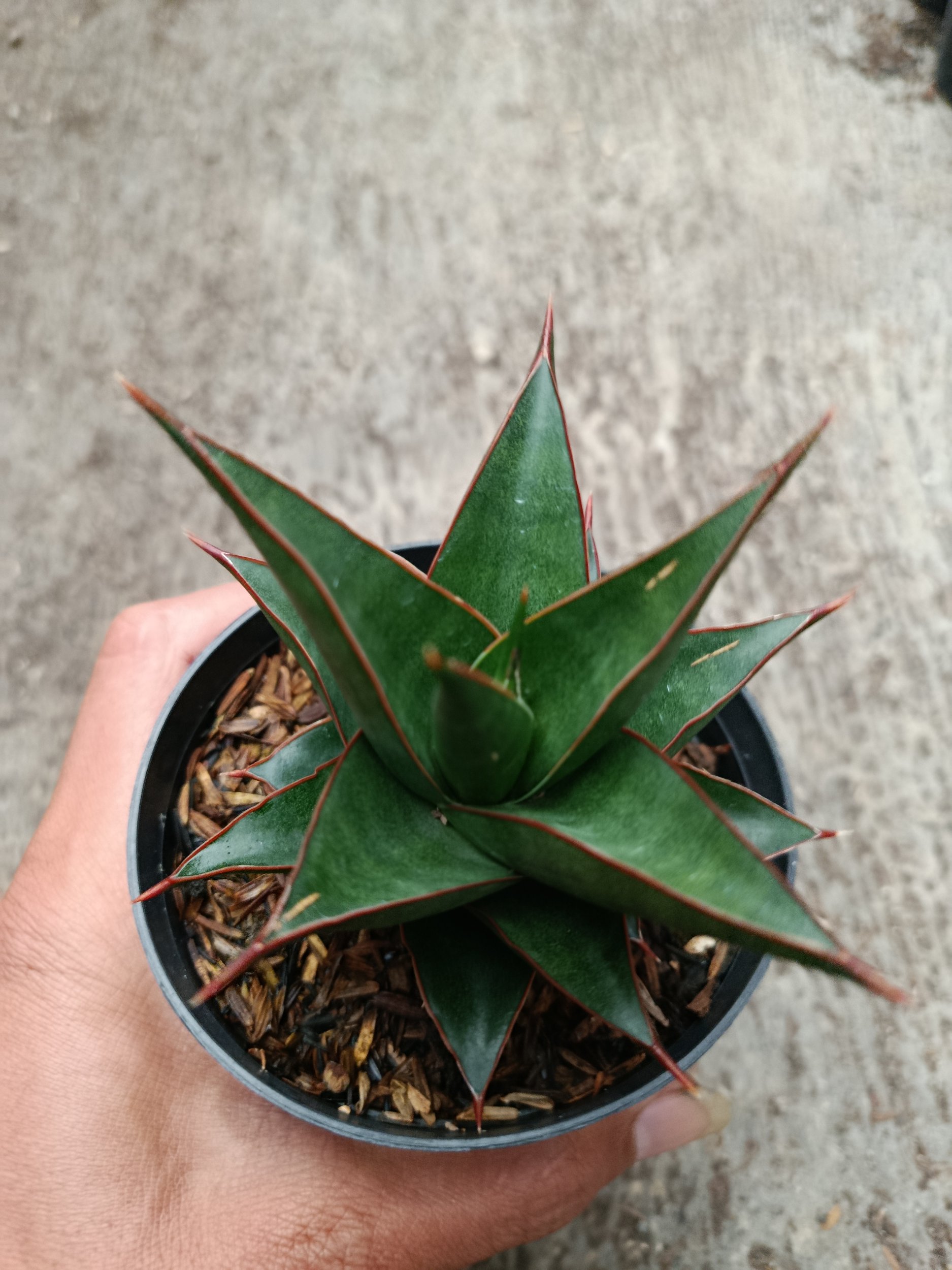 Sanseveria Hybrid Teodora, real gallery image #1 plants.