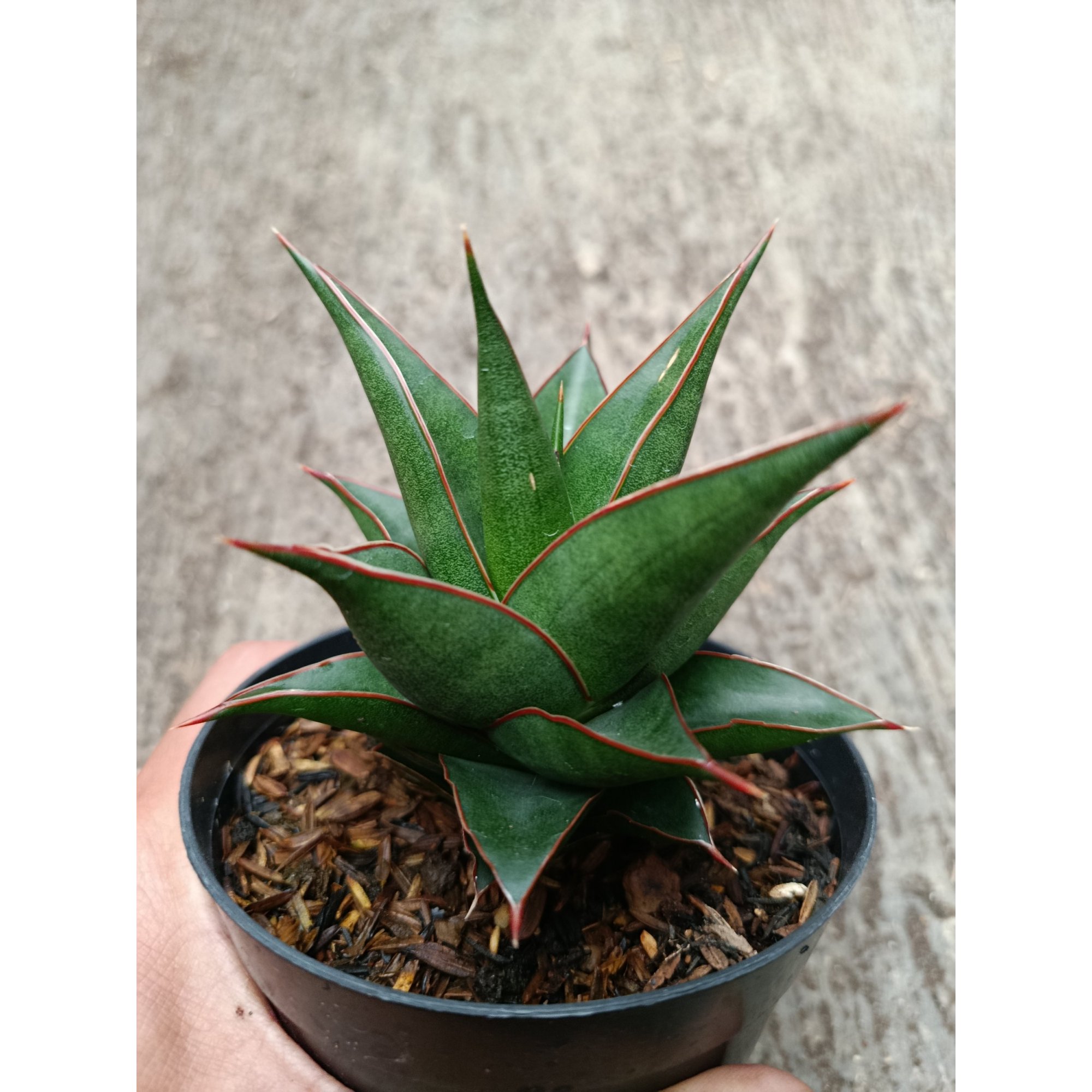 Sanseveria Hybrid Teodora, real feature image plant.