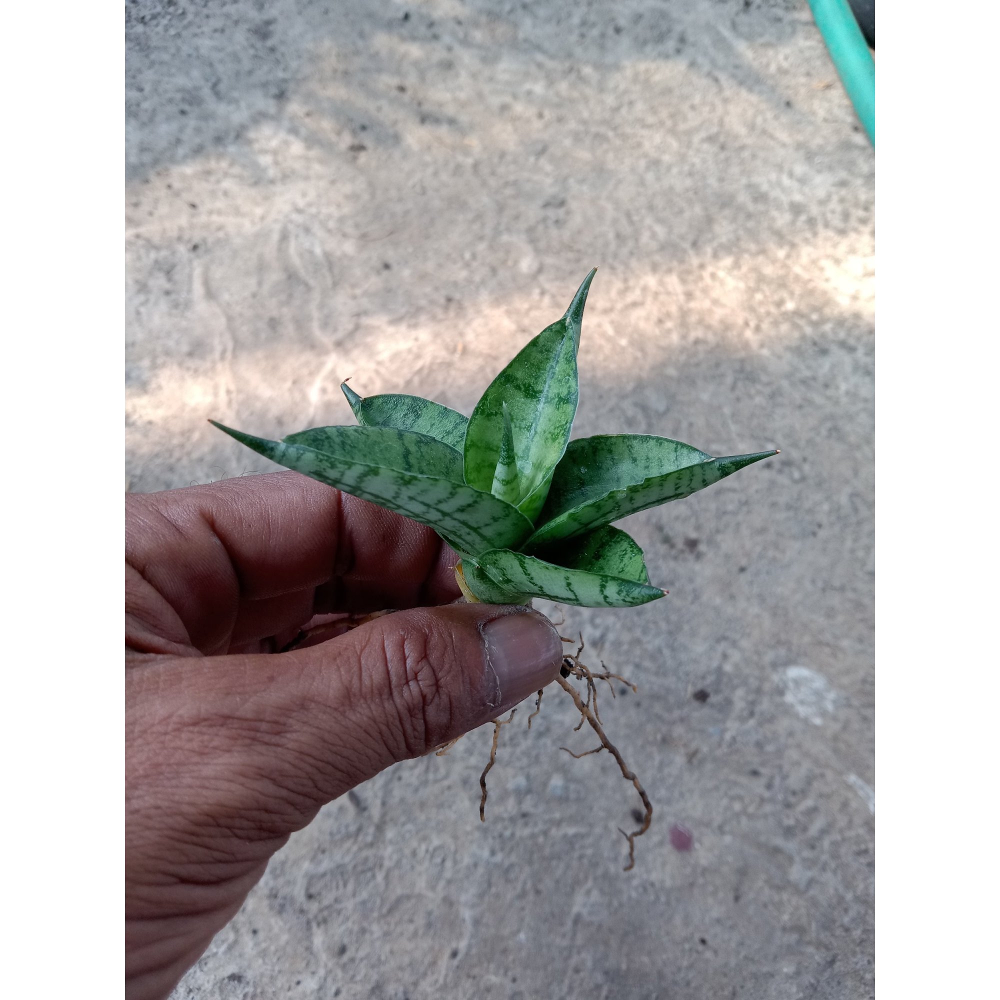Sanseveria Manja, real feature image plant.