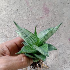 Sanseveria Manja