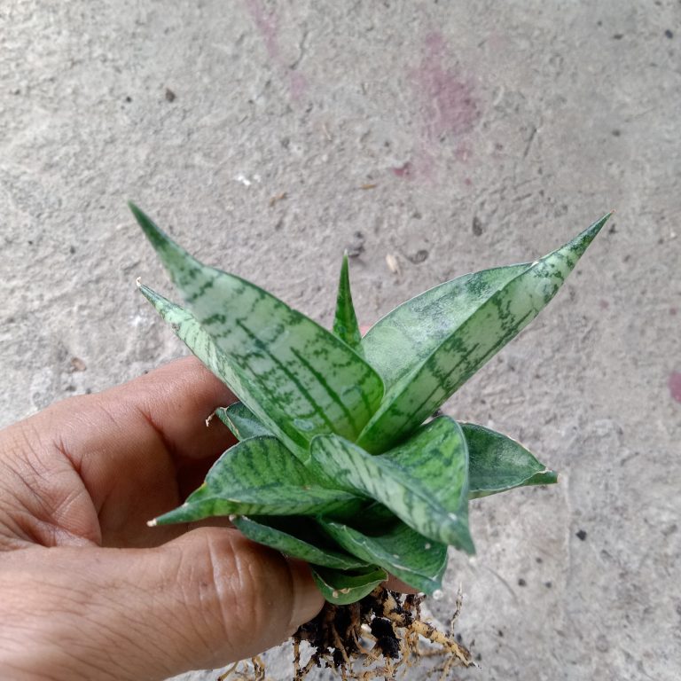 2265. Sanseveria Manja