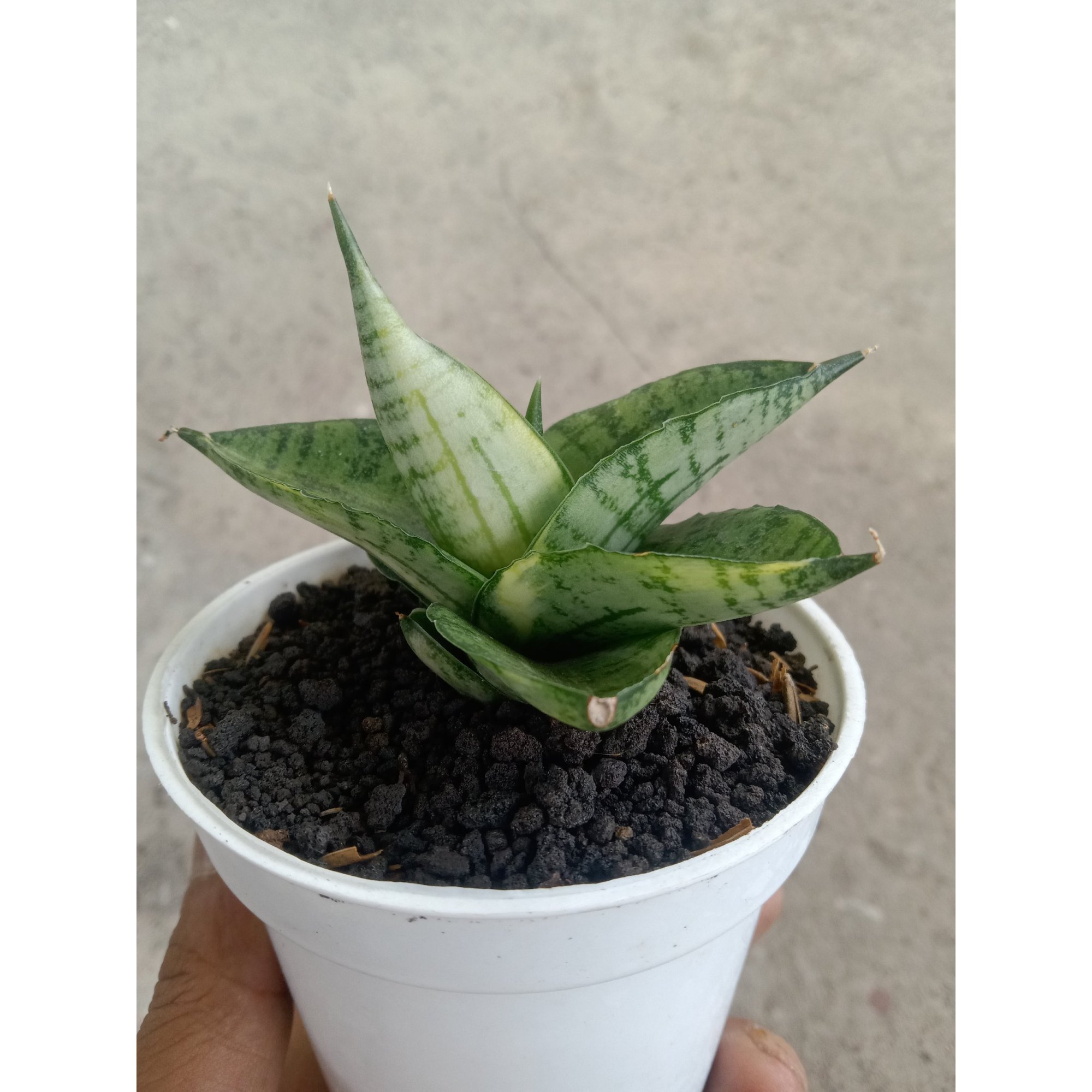 Sanseveria Manja Varigated, real feature image plant.