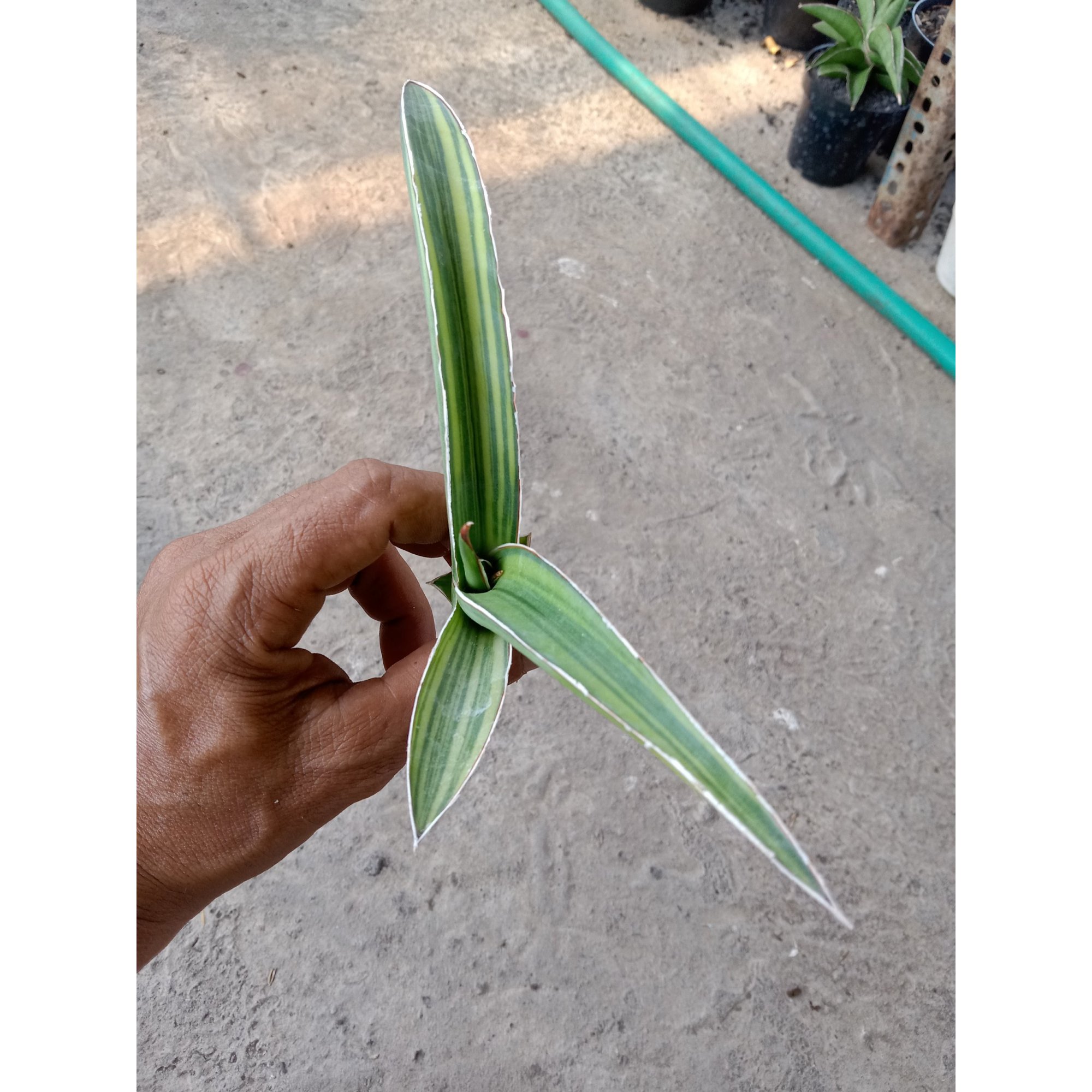 Sanseveria Pingtom ( Pinguin X Tom Grumble) Varigated, real feature image plant.