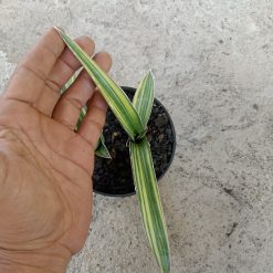 Sanseveria Pingtom ( Pinguin X Tom Grumble) Varigated