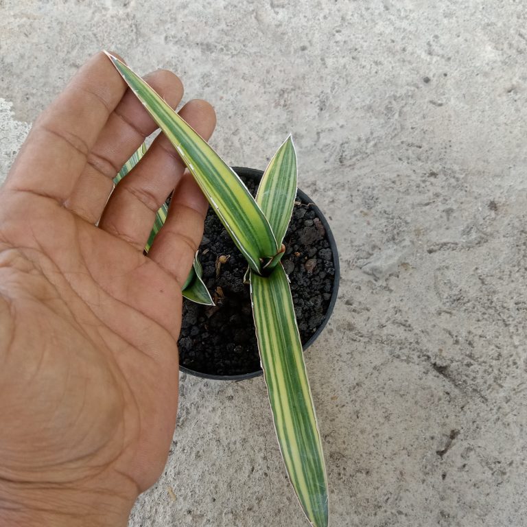 2267. Sanseveria Pingtom ( Pinguin X Tom Grumble) Varigated