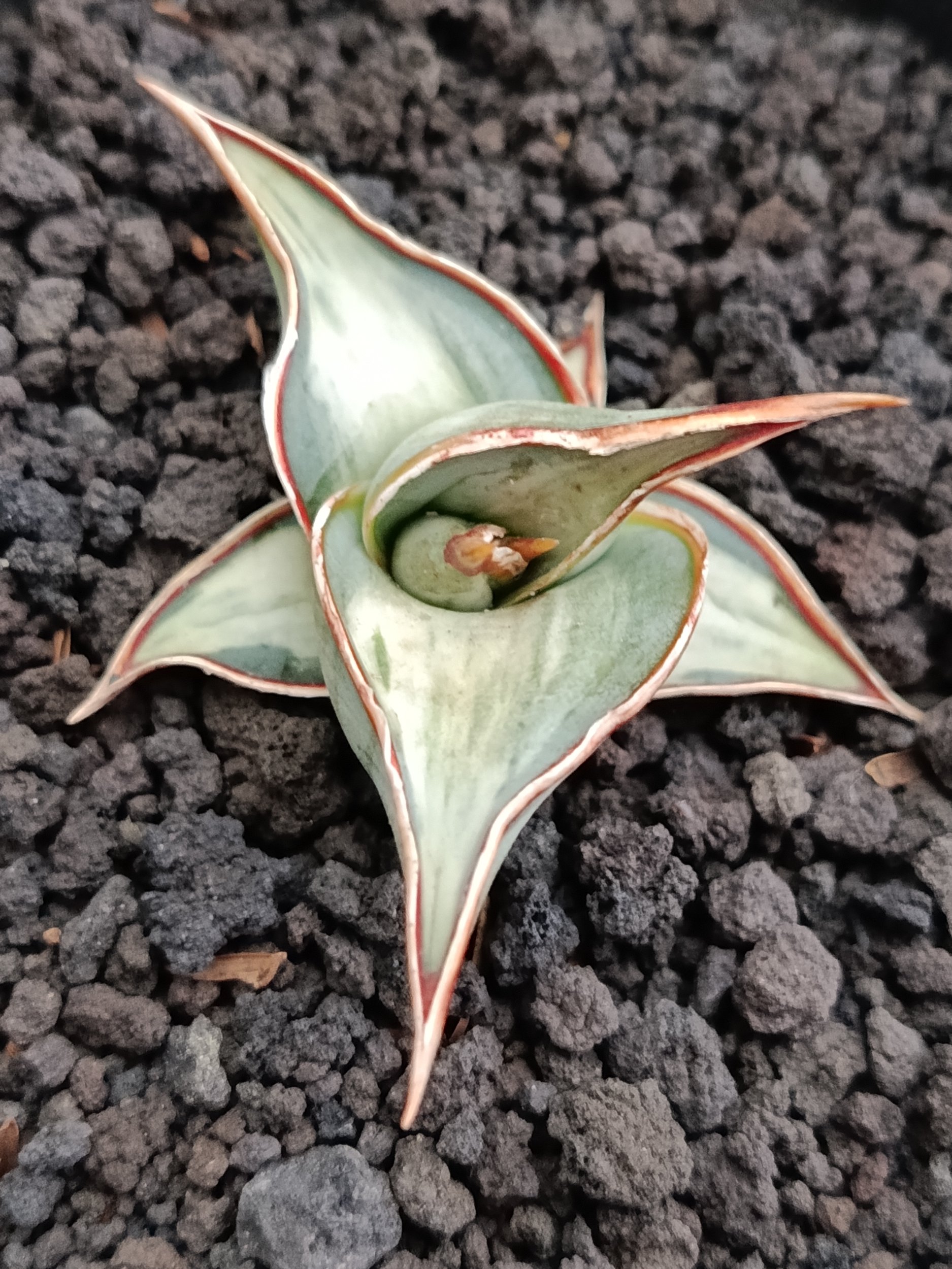 Sanseveria Pinguin White Embos, real gallery image #1 plants.