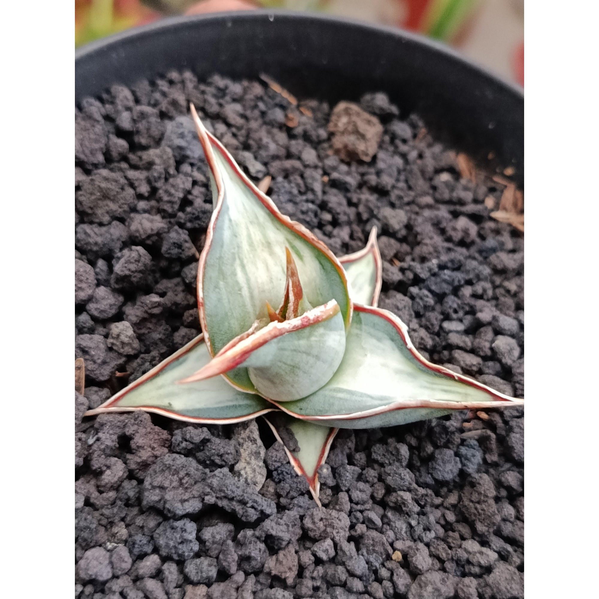 Sanseveria Pinguin White Embos, real feature image plant.