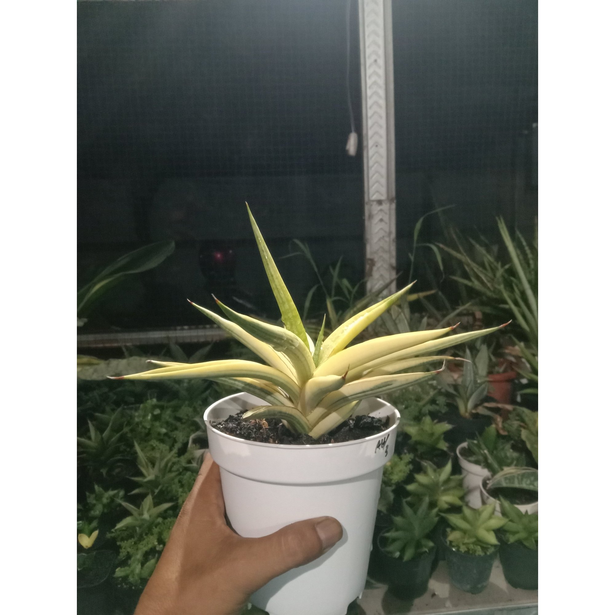 Sanseveria Royal Crown Varigated Rousete, real feature image plant.