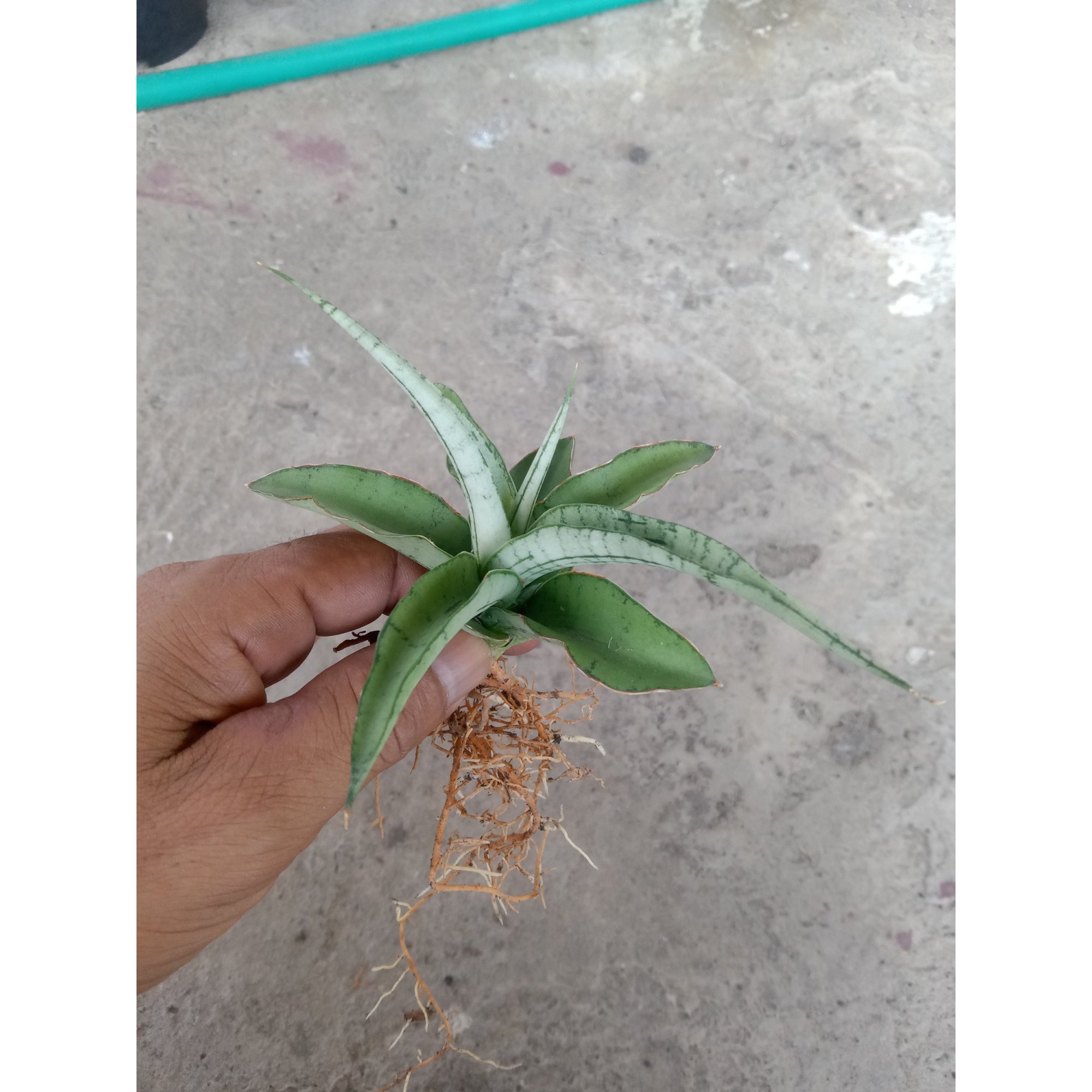 Sanseveria Sayang, real feature image plant.