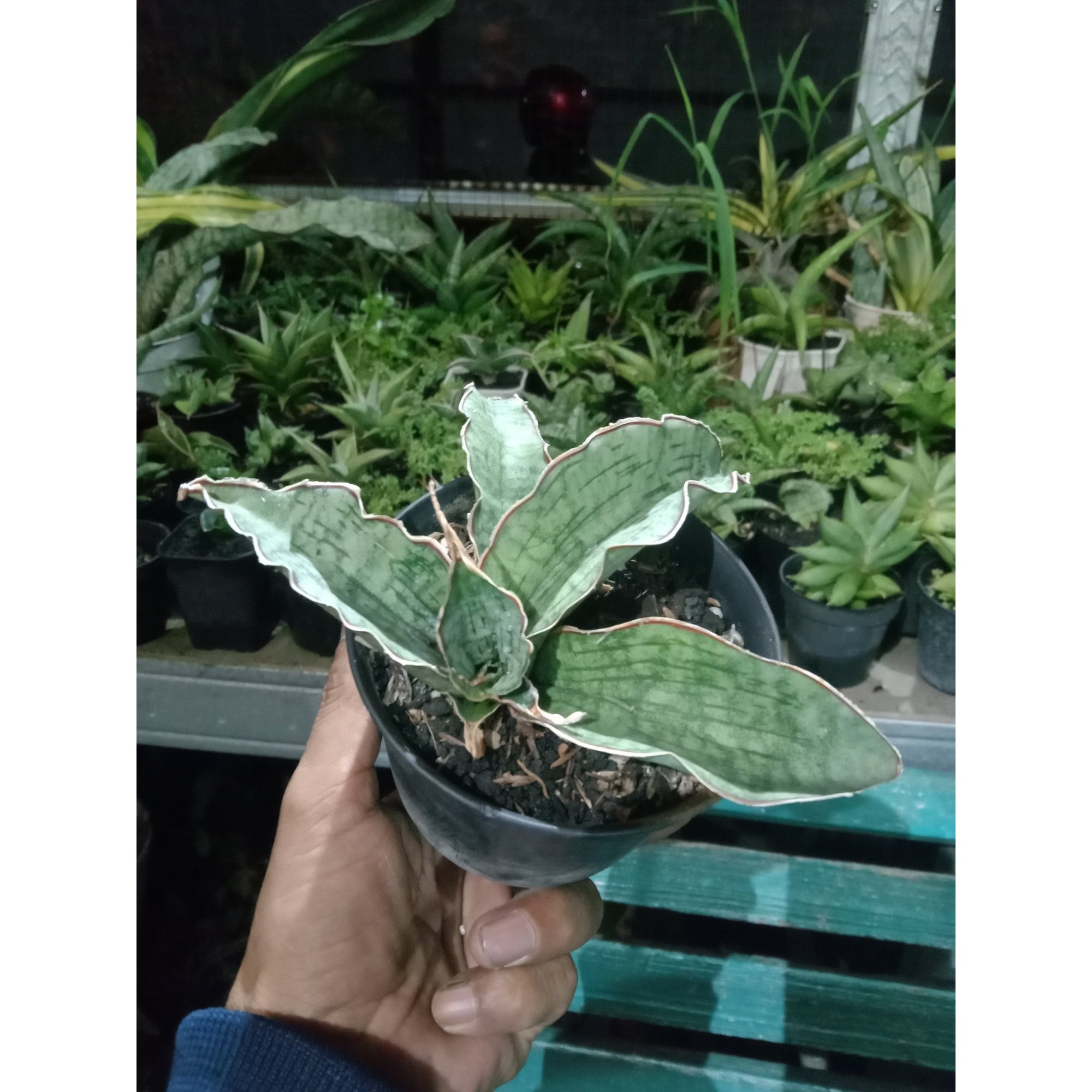Sanseveria Silver Blue, real feature image plant.