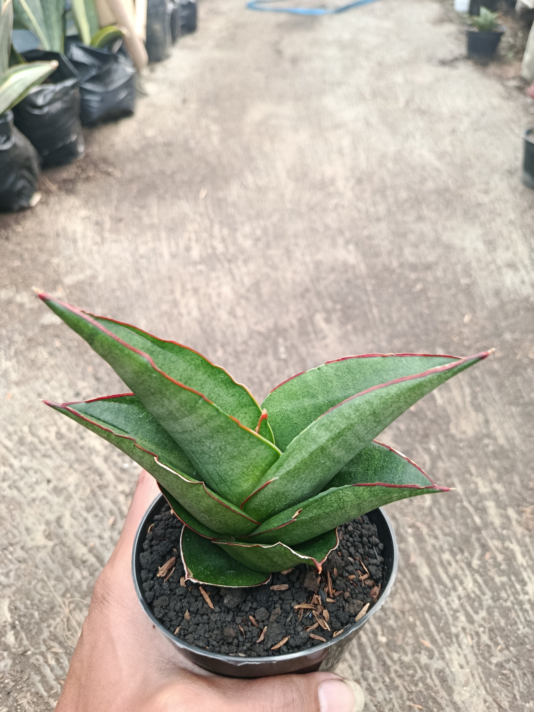 Sanseveria Ybrid Goflame, real gallery image #1 plants.
