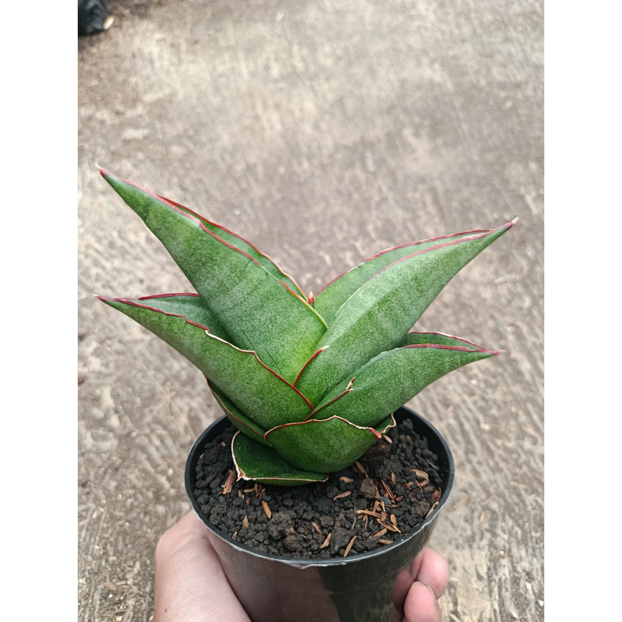 Sanseveria Ybrid Goflame, real feature image plant.