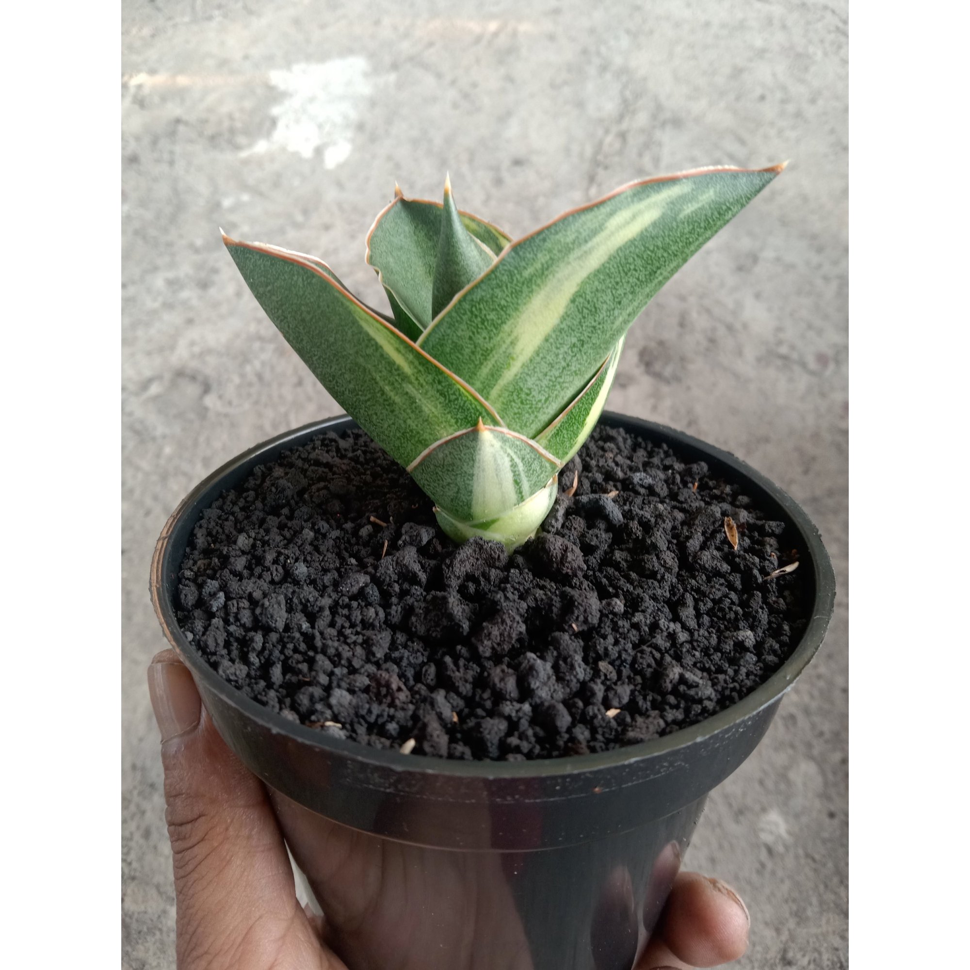 Sansevieria Andaman Varigated, real feature image plant.