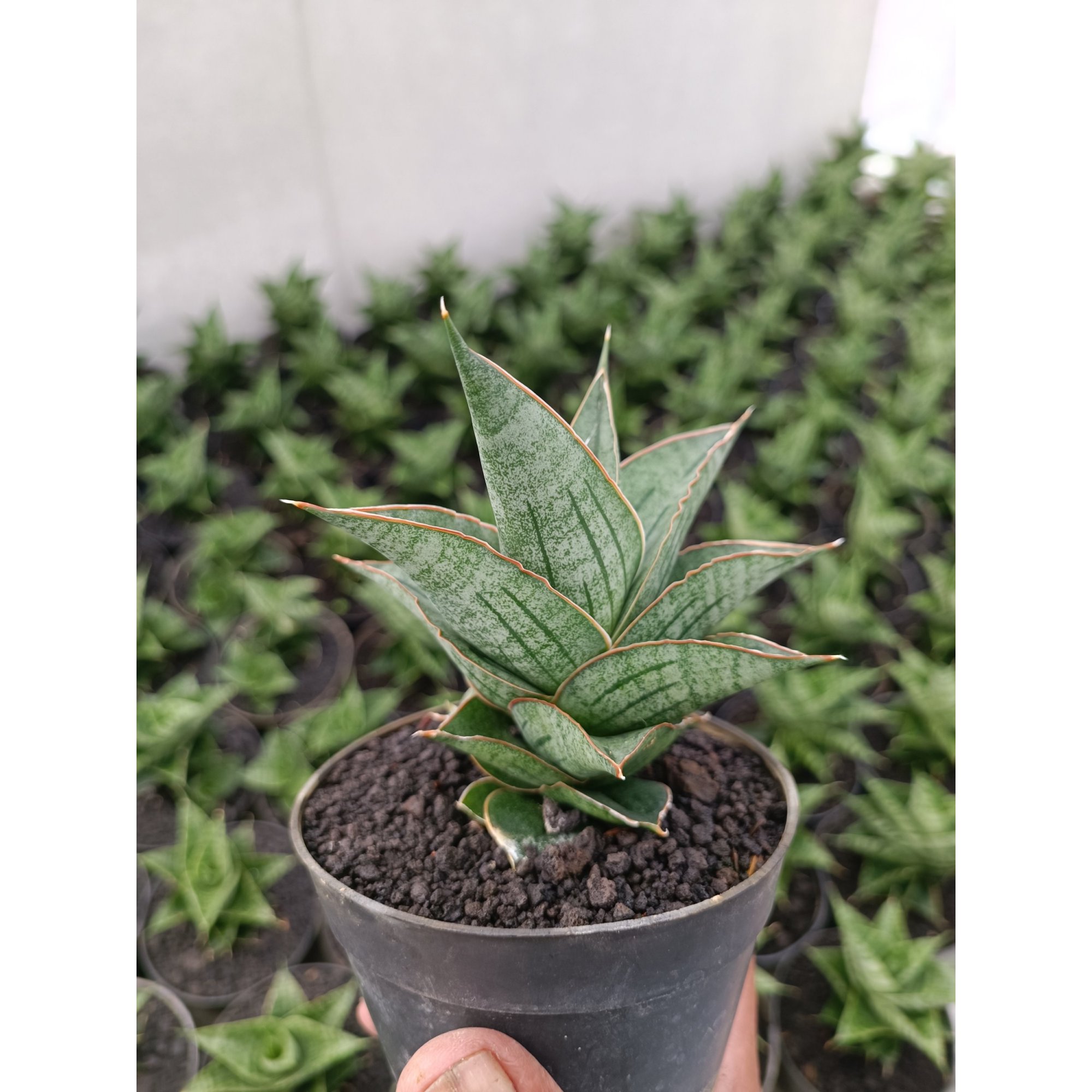 Sansevieria Ao 77 size 13 cm, real feature image plant.