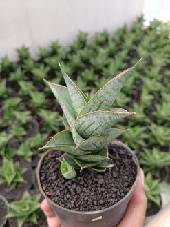 Sansevieria Ao 77 size 13 cm