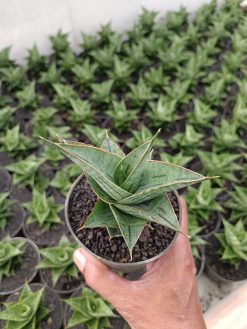 Sansevieria Ao 77 size 13 cm