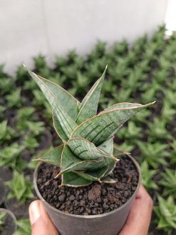Sansevieria Ao 77 size 13 cm