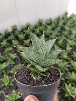 Sansevieria Ao 77 size 13 cm