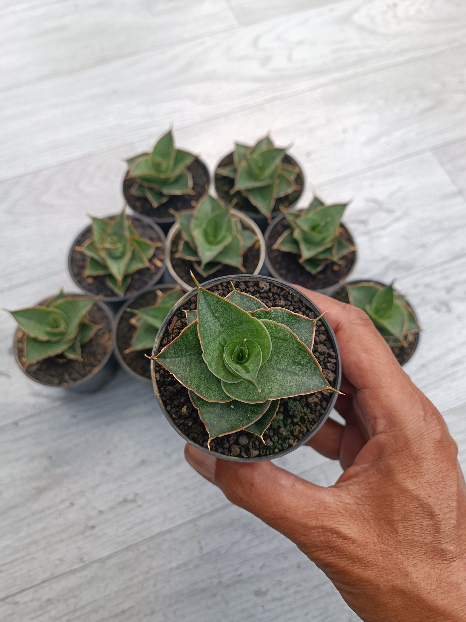Sansevieria Ao 77 size 6 cm, real gallery image #1 plants.