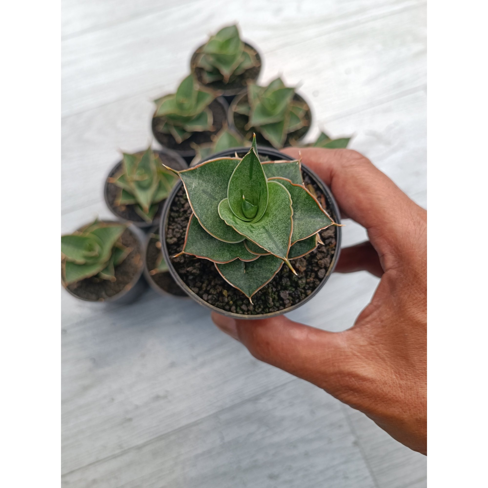 Sansevieria Ao 77 size 6 cm, real feature image plant.