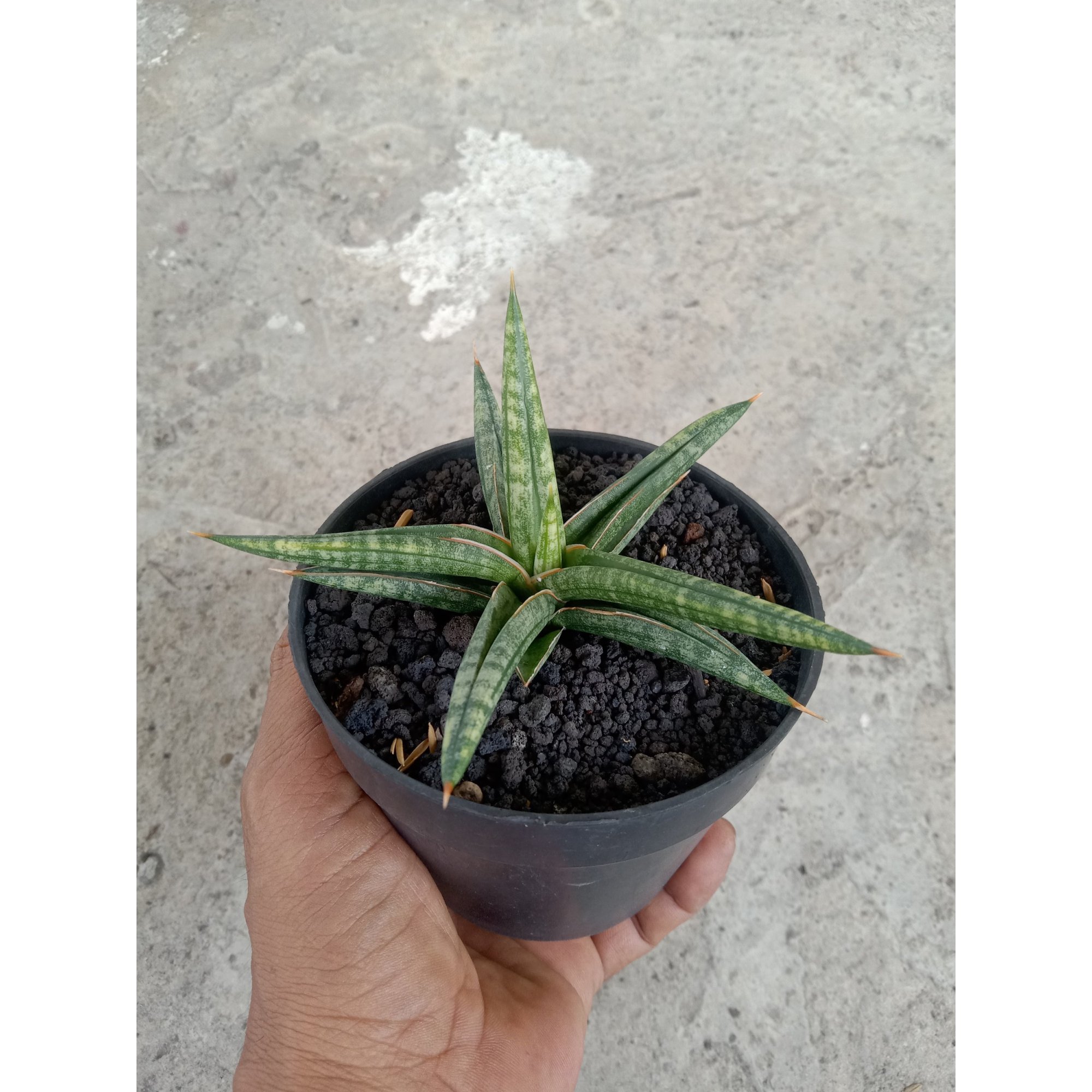 Sansevieria Balyi Star, real feature image plant.