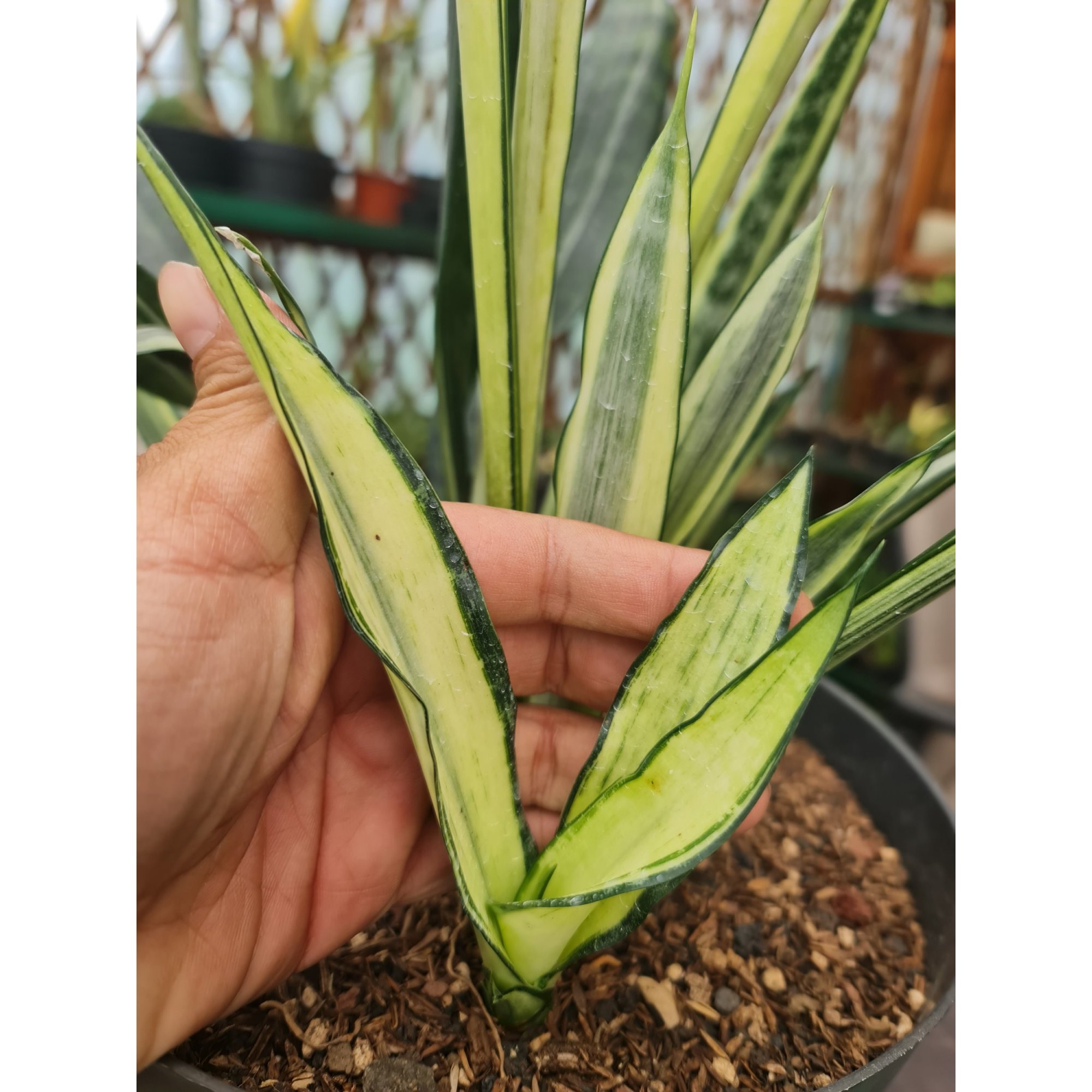 Sansevieria Bantel Mediopicta, real feature image plant.