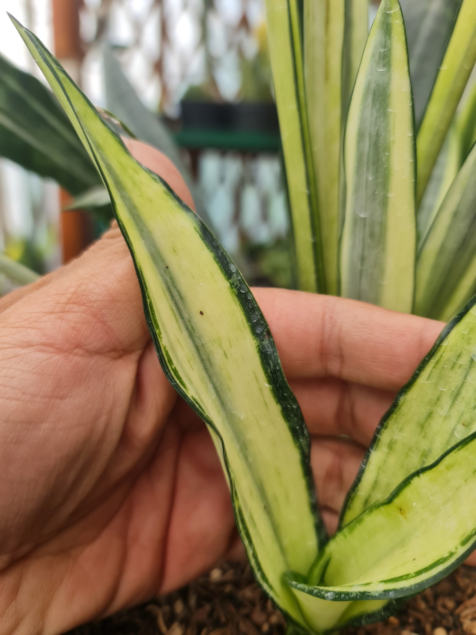 Sansevieria Bantel Mediopicta, real gallery image #1 plants.