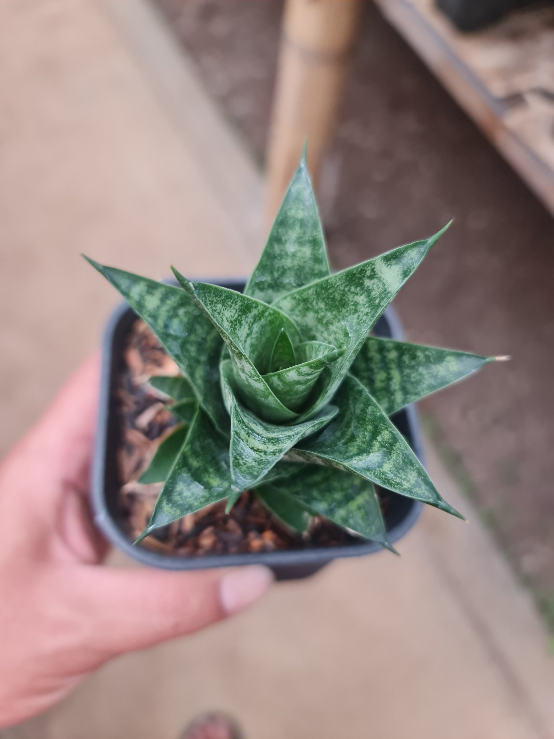 Sansevieria Blacky, real gallery image #1 plants.