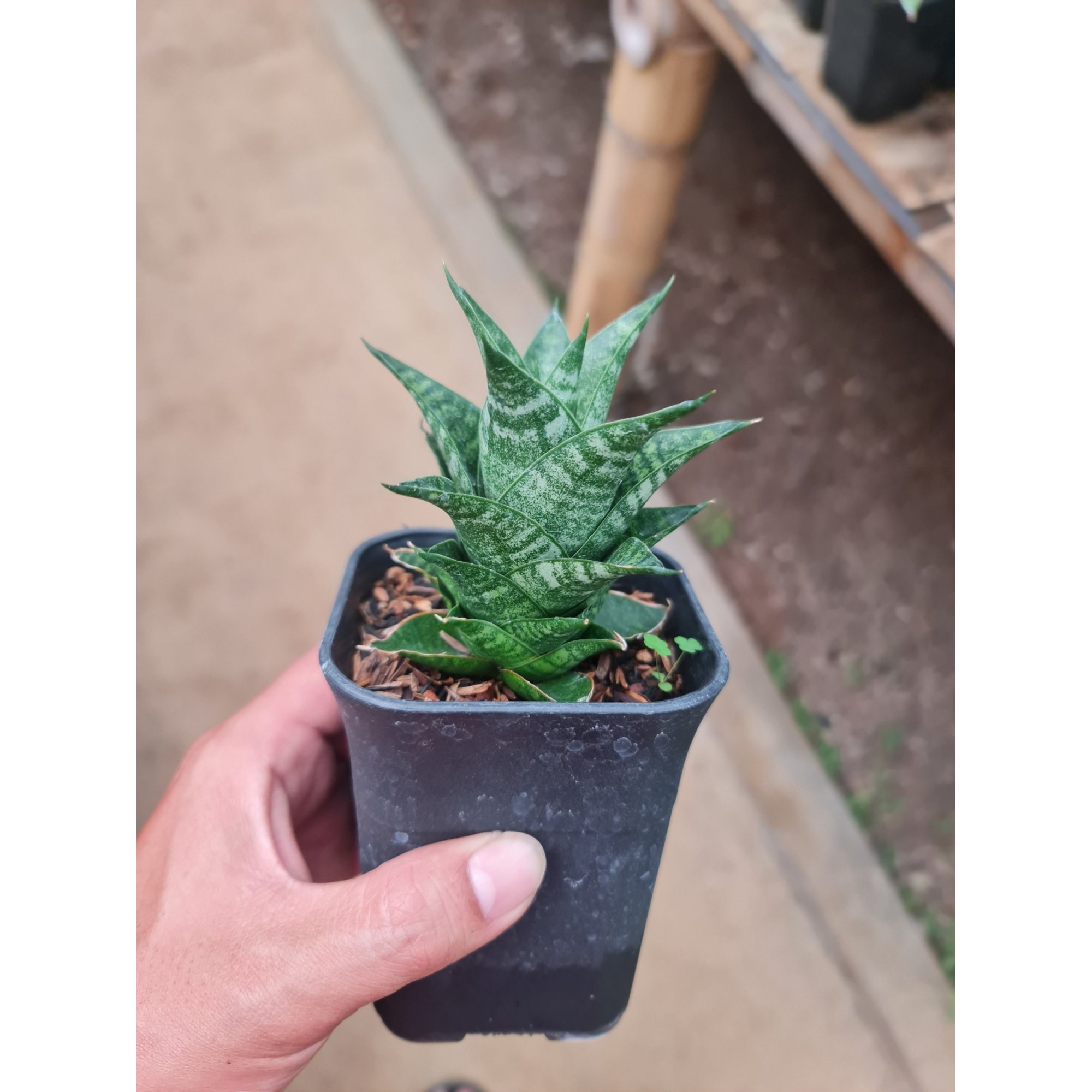 Sansevieria Blacky, real feature image plant.
