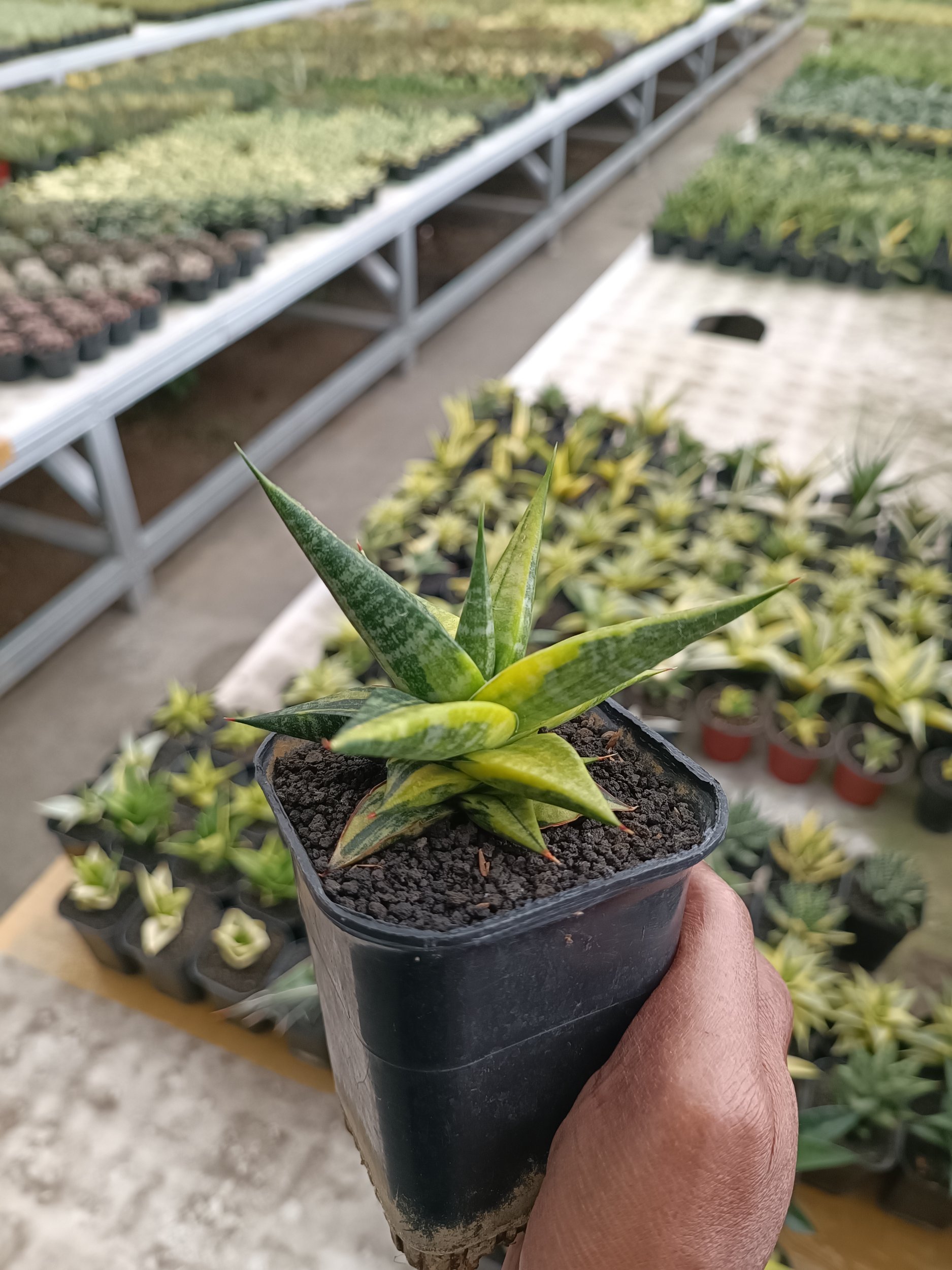Sansevieria Blorong Variegated size 10 cm, real gallery image #1 plants.