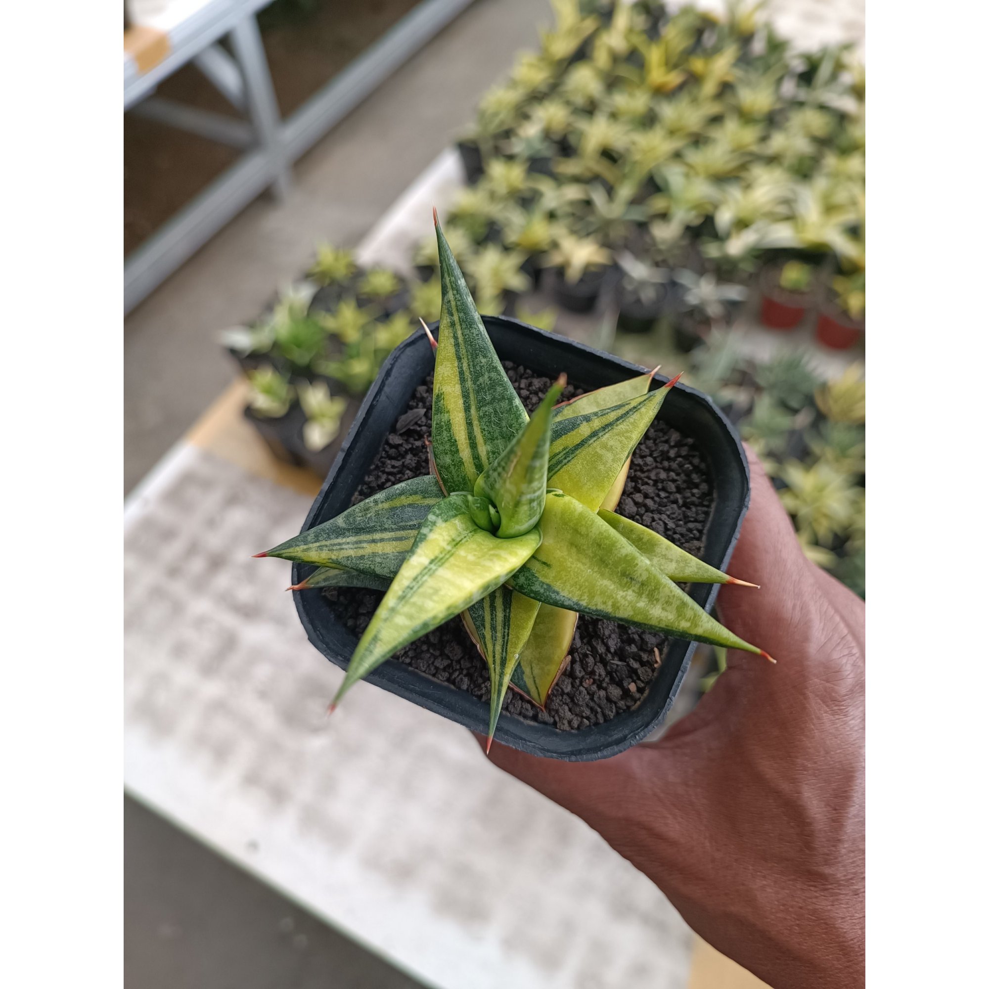 Sansevieria Blorong Variegated size 10 cm, real feature image plant.