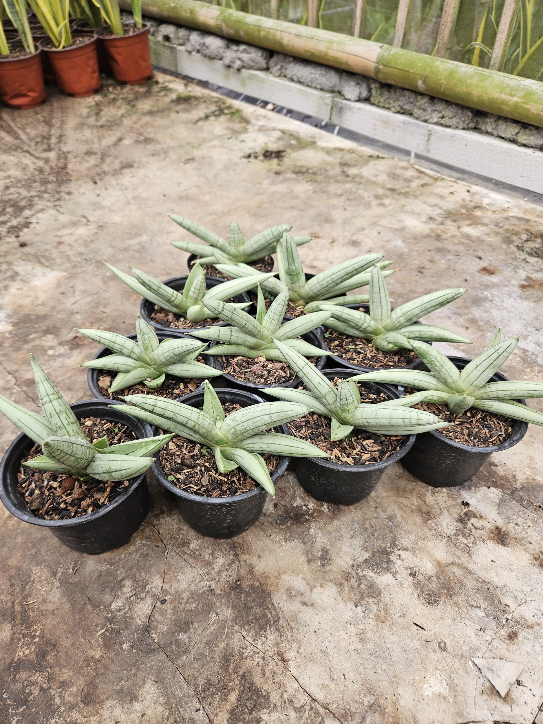 Sansevieria Boncel Platinum Croos, real gallery image #1 plants.