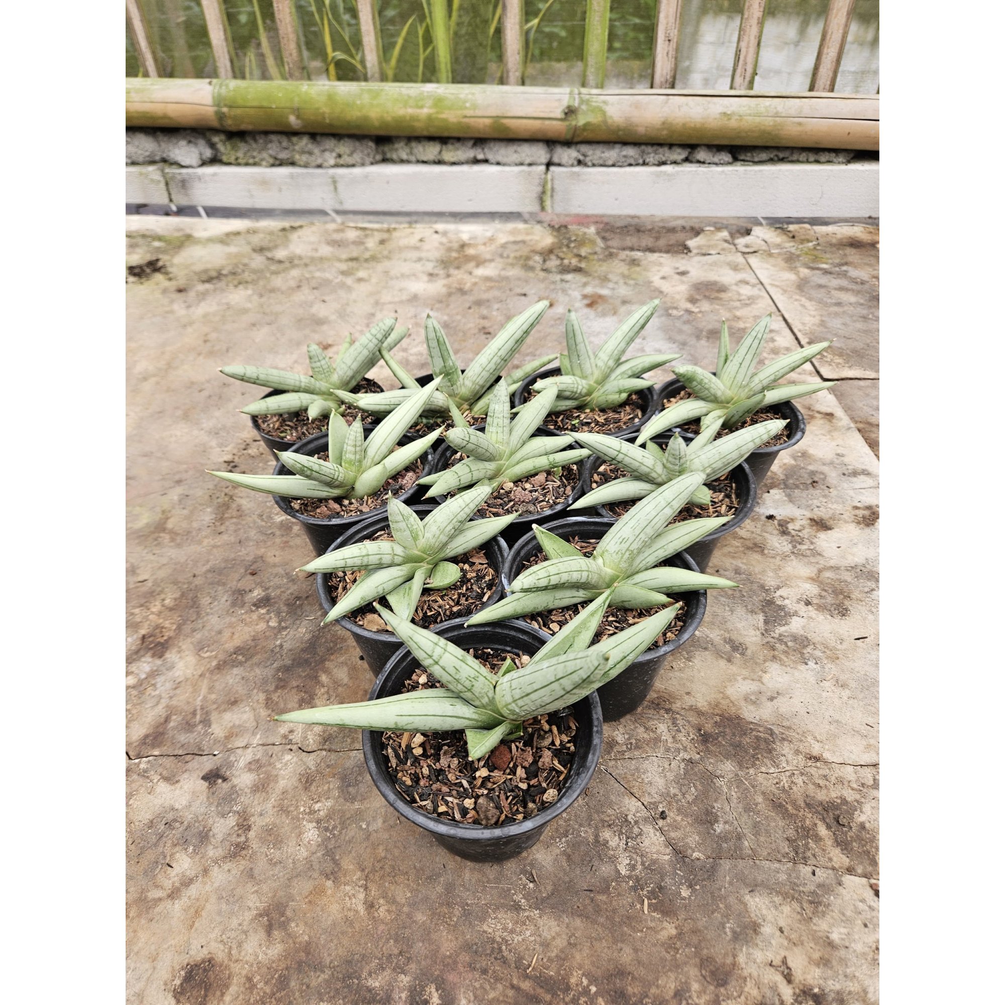 Sansevieria Boncel Platinum Croos, real feature image plant.