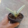 Sansevieria Boncel Platinum( Plain)