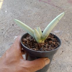 Sansevieria Boncel Platinum( Plain)