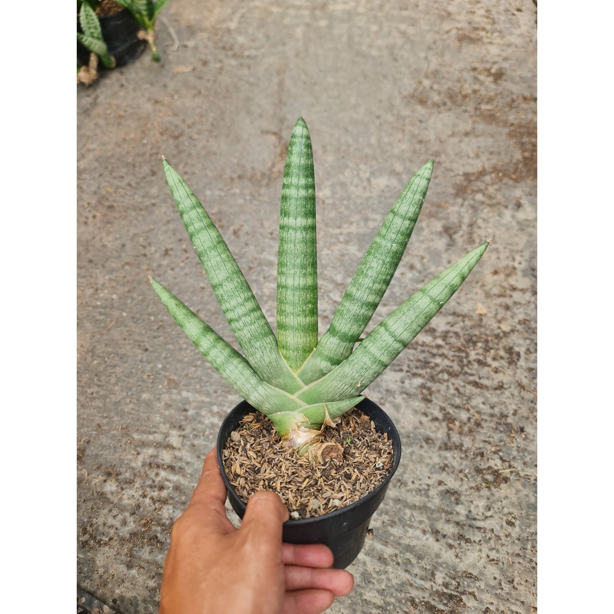 Sansevieria Boncel Pot 15, real feature image plant.