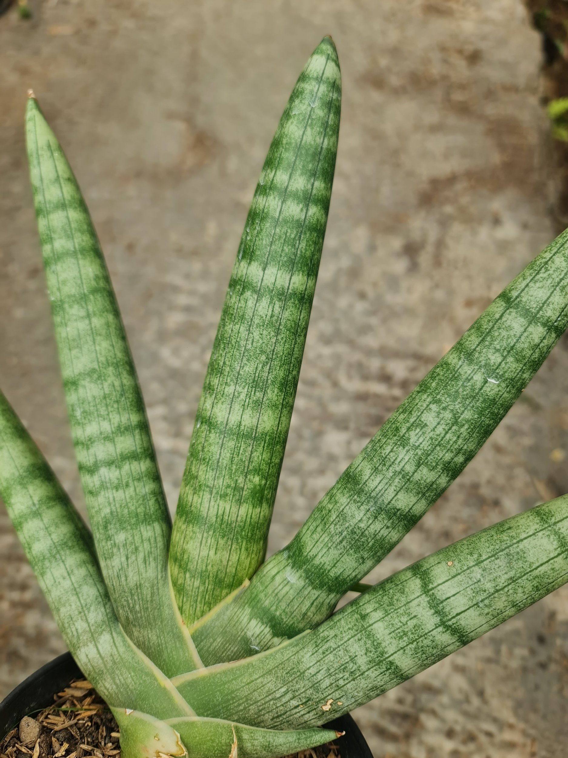 Sansevieria Boncel Pot 15, real gallery image #1 plants.