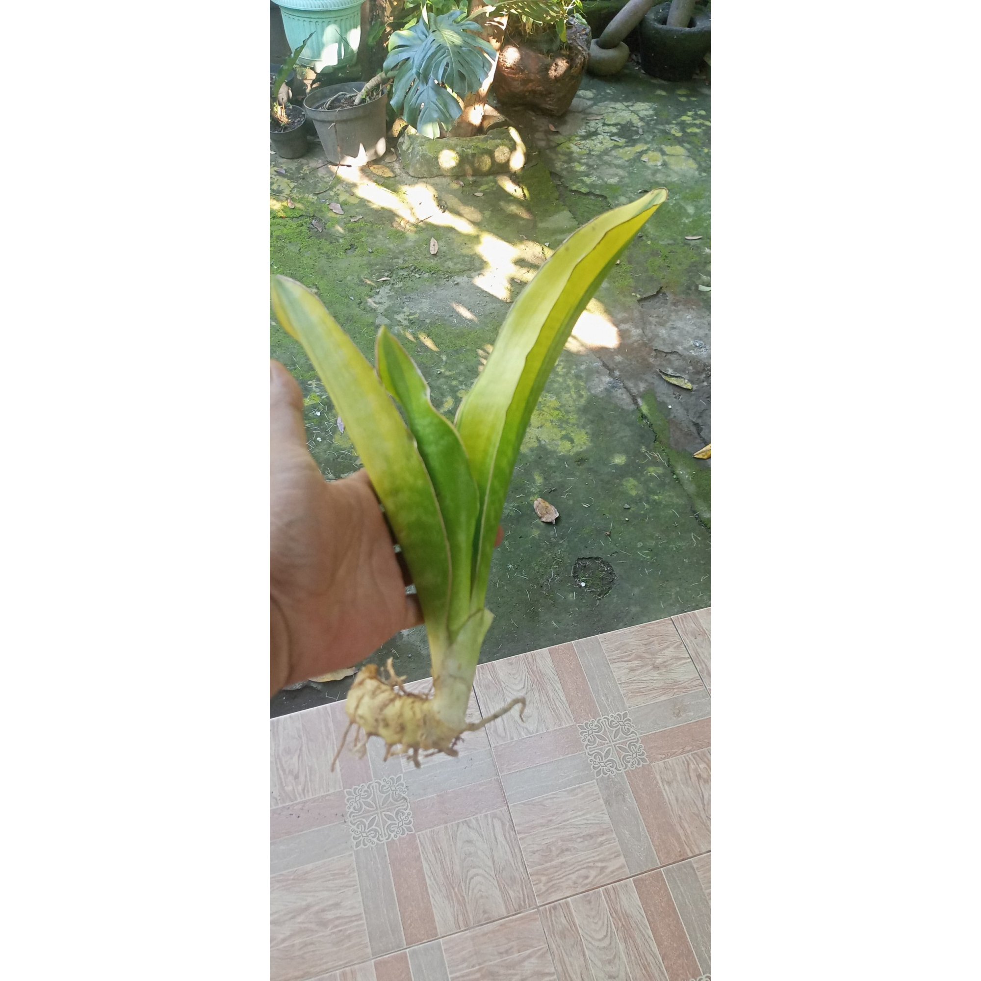 Sansevieria Dawai Varigated, real feature image plant.