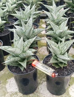 Sansevieria Dewi