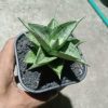 Sansevieria Dewi
