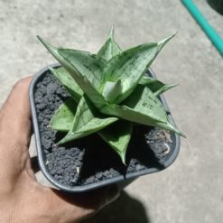 Sansevieria Dewi
