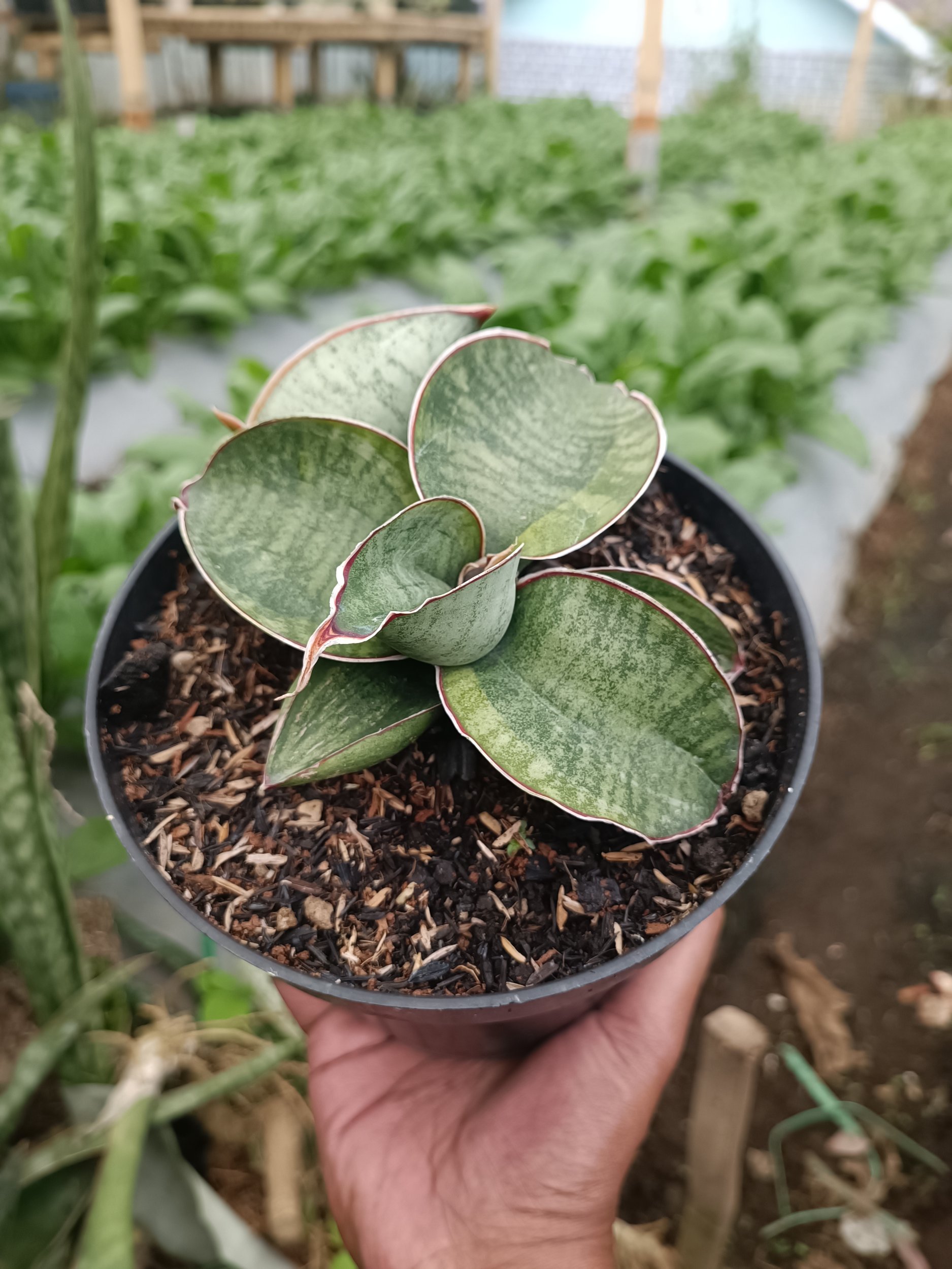 Sansevieria Dragon Compacta Variegated Mutation.mother + Kids, real gallery image #1 plants.