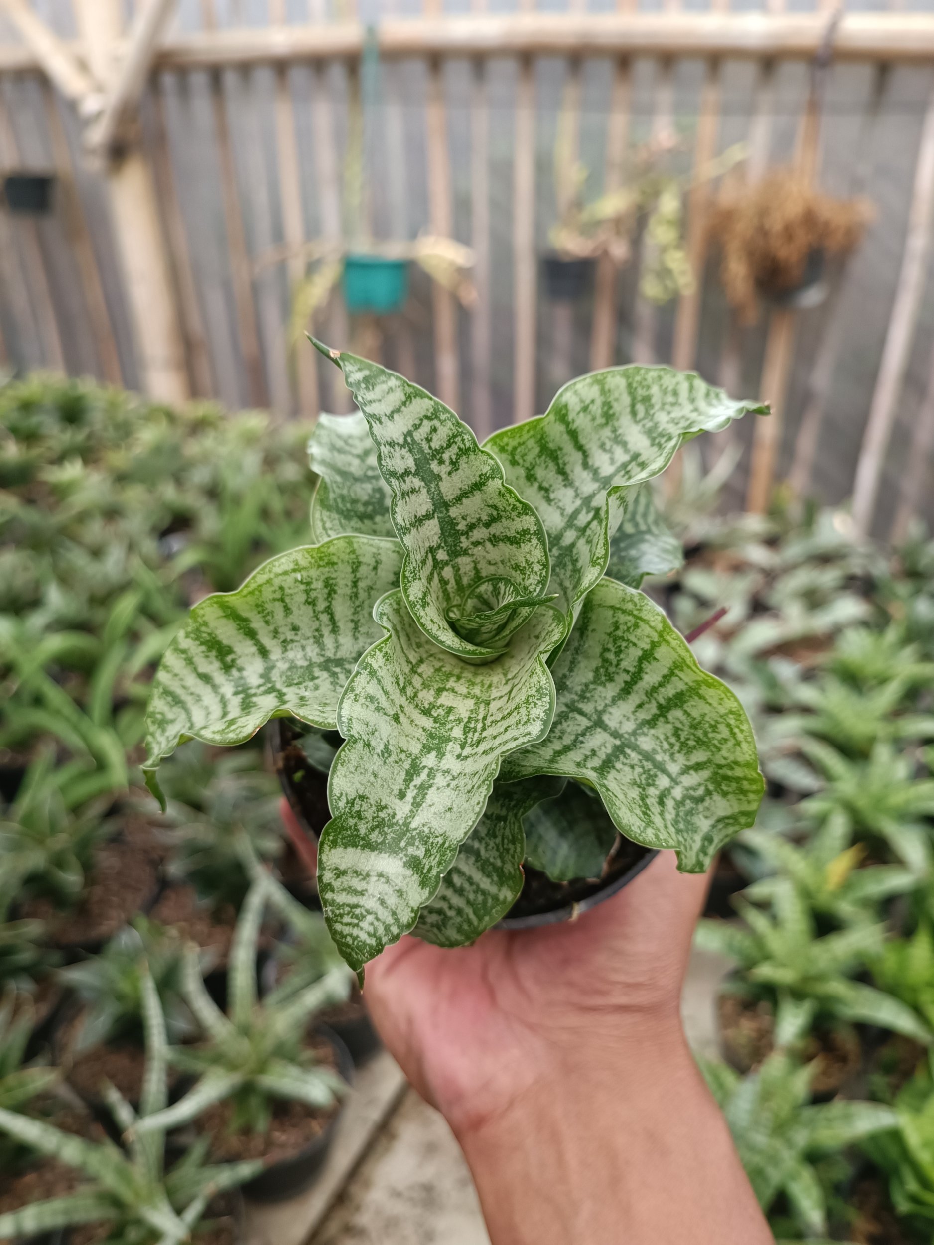 Sansevieria Edel, real gallery image #1 plants.