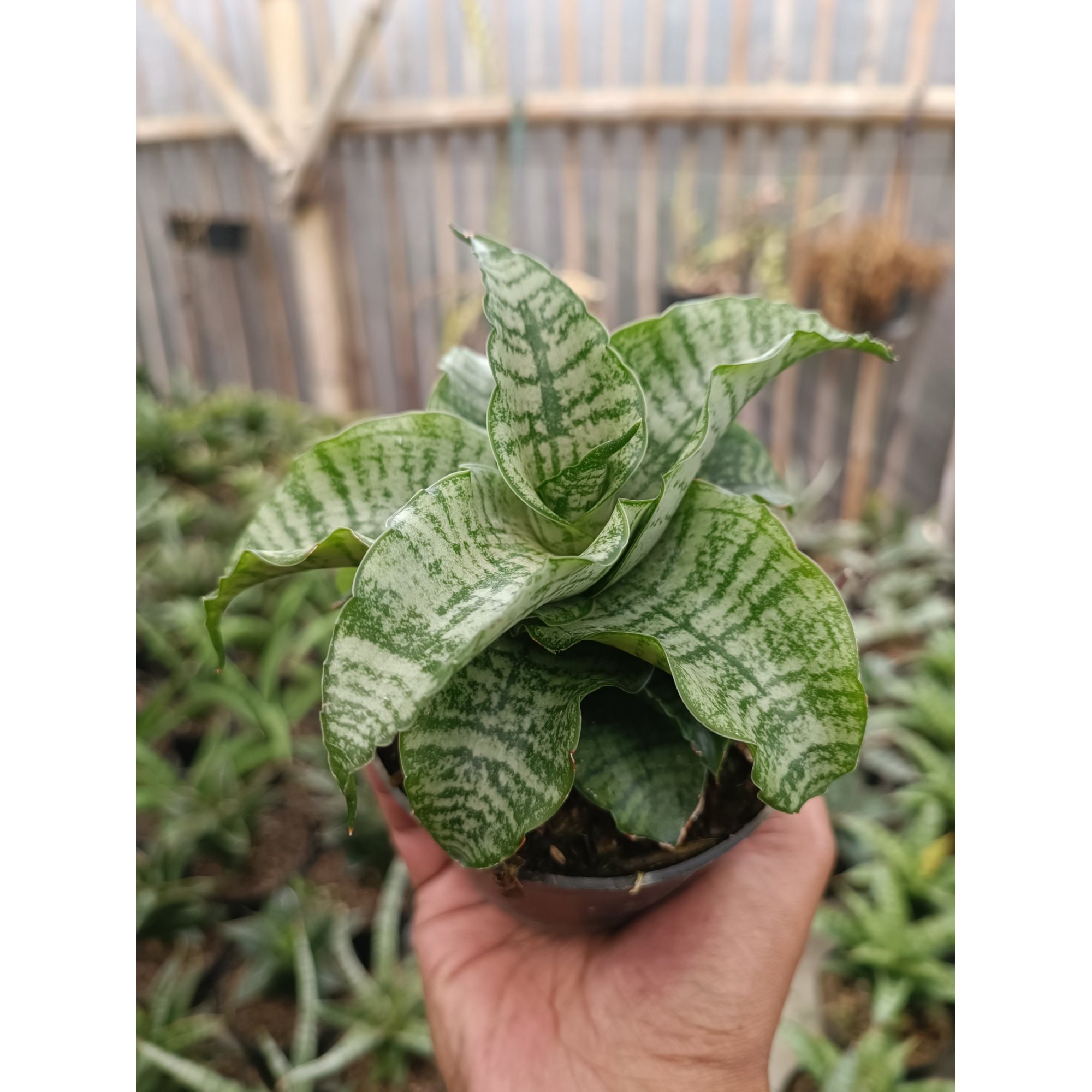 Sansevieria Edel, real feature image plant.