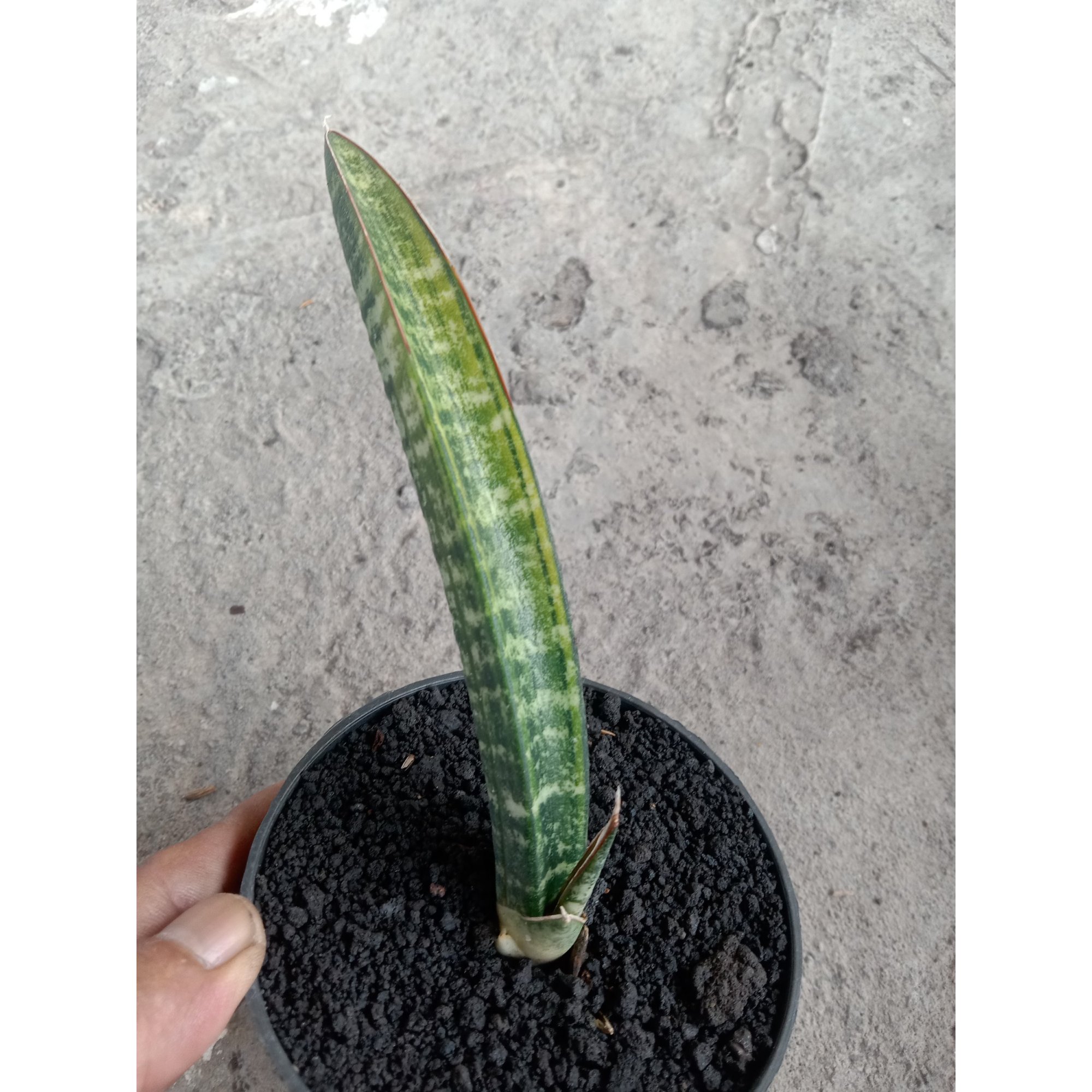 Sansevieria Fichery Varigated, real feature image plant.