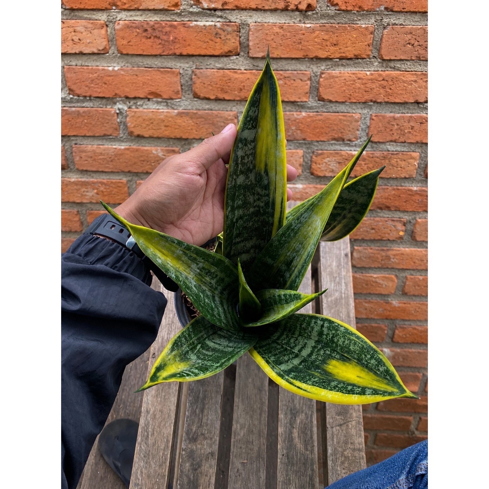 Sansevieria Gold Flame Mutation, real feature image plant.