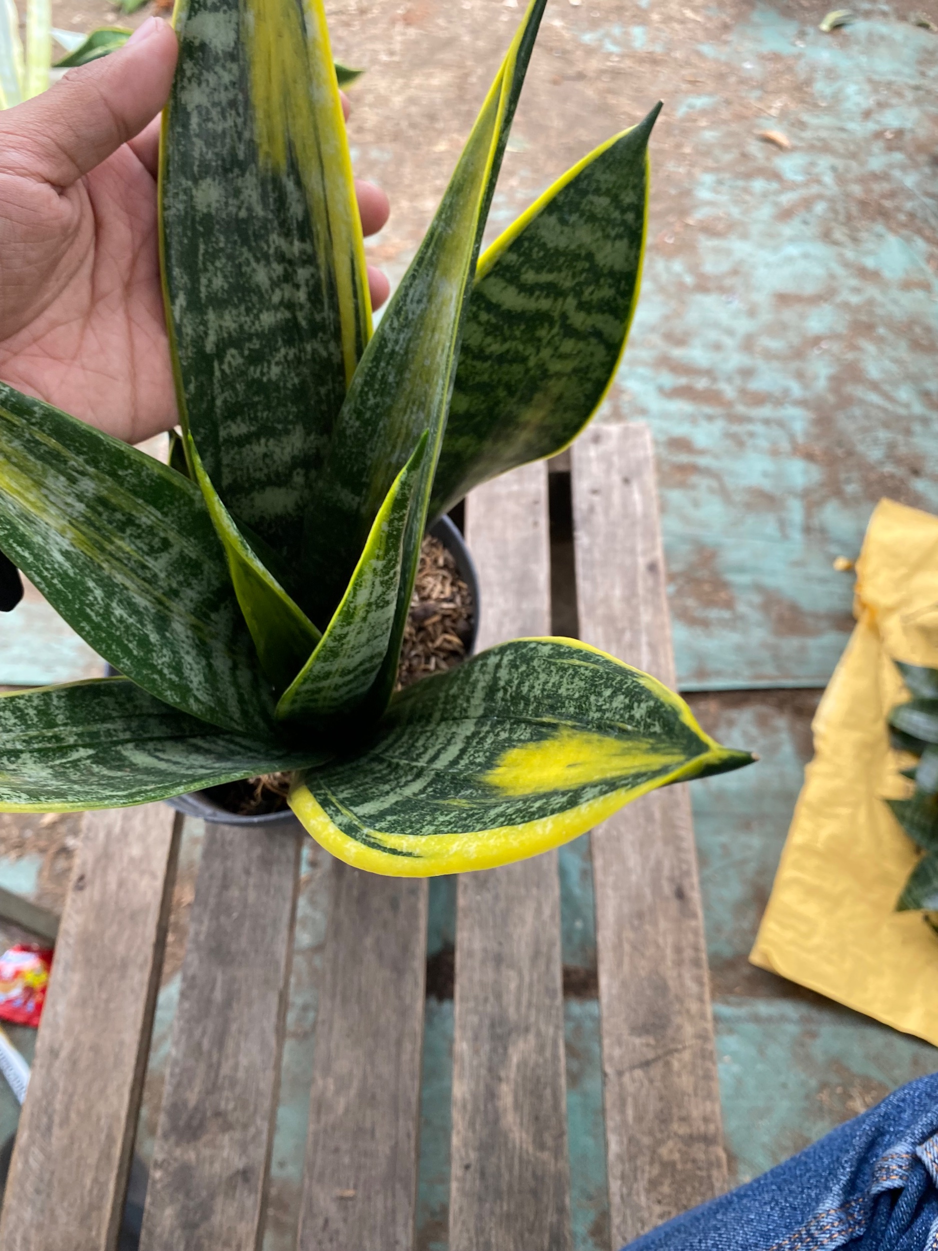 Sansevieria Gold Flame Mutation, real gallery image #1 plants.
